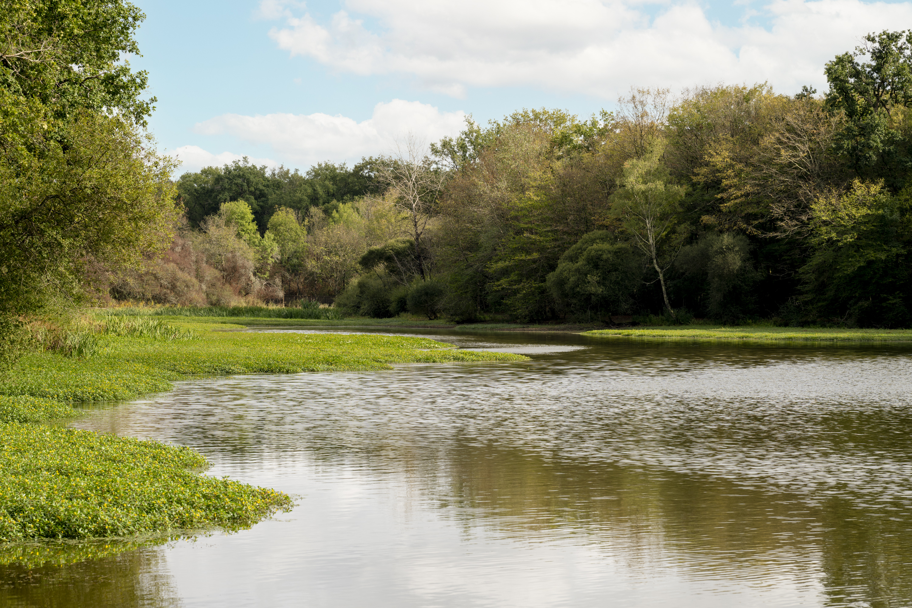 The Forest & The Pond